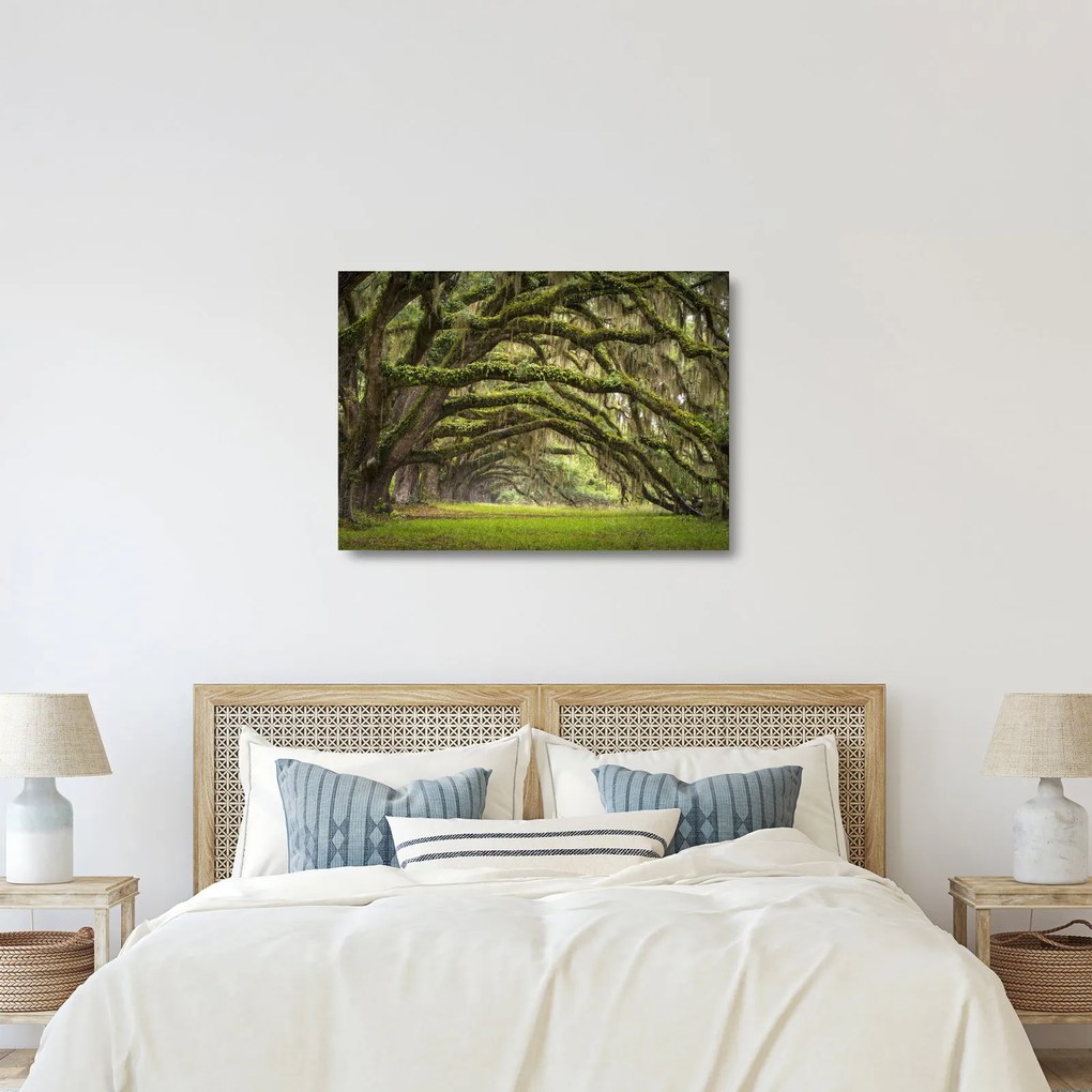 Kép - Oaks Avenue, Charleston, Dél-Karolina, Egyesült Államok (üvegen) (70x50 cm)