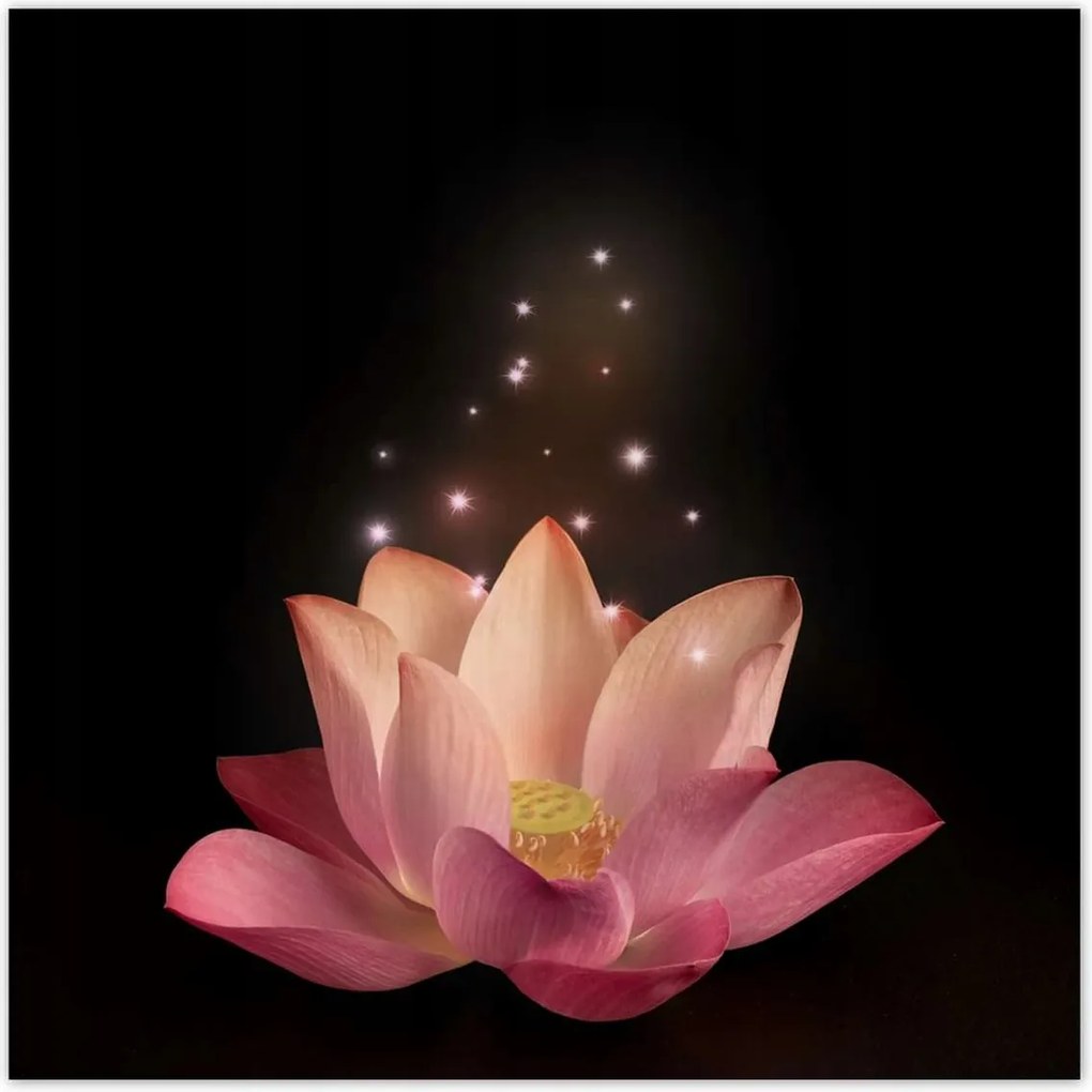 Poszterek 30x30 Rózsaszín lótuszvirág