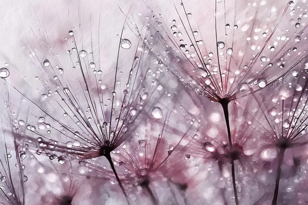 Fotótapéta Flizelina Akvarell Természet Virágok Pitypang Makró 254x184 ragasztó