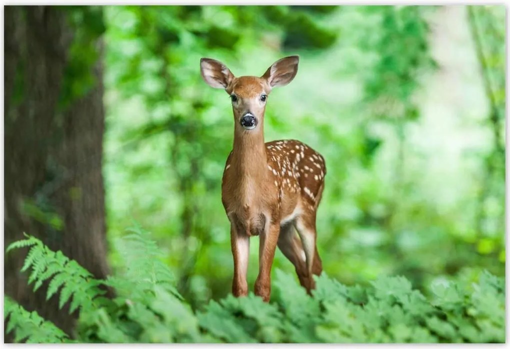 Poszterek 155x105 Szarvas az erdőben Erdő
