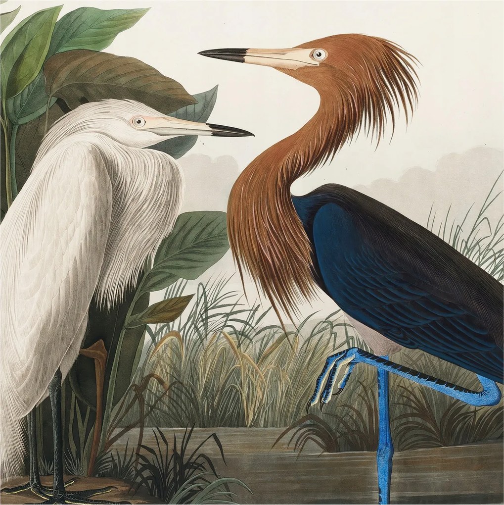 Fotótapéta Flizelin Fal a Hálószobába Madarak a növényekben 250x250 Ragasztó