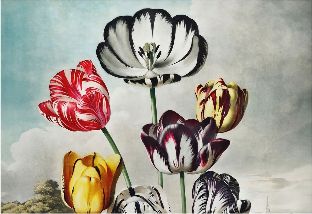 Fotótapéta Fali tapéta Hálószoba Nappali Színes tulipánok 152x104 Ragasztó