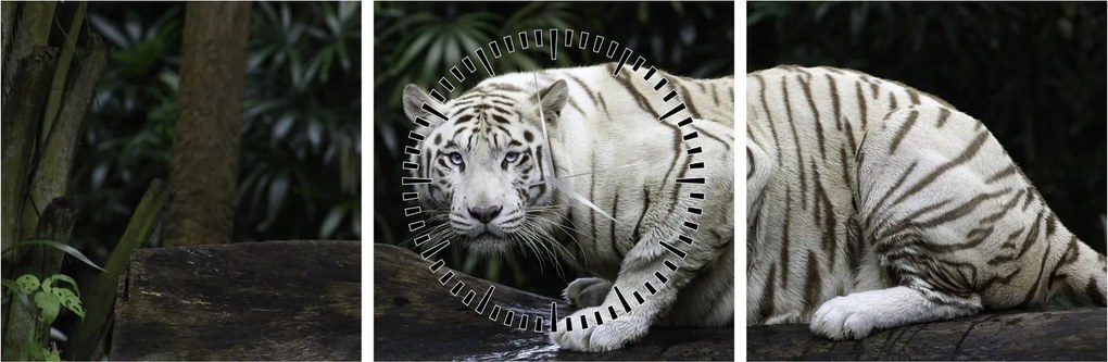 Kép - albínó tigris (órával) (90x30 cm)