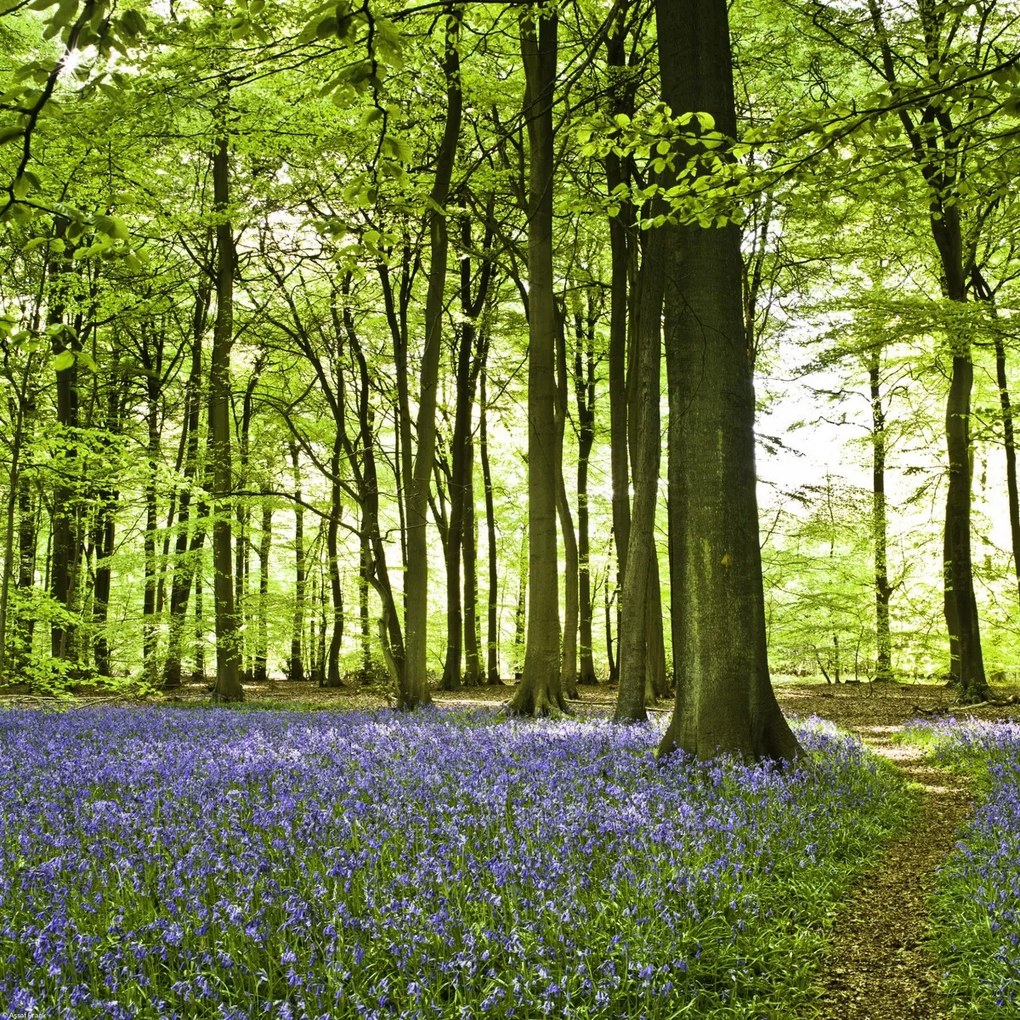 Poszter 40x40cm Tavaszi kékek az erdő alját borítják, Assaf Frank