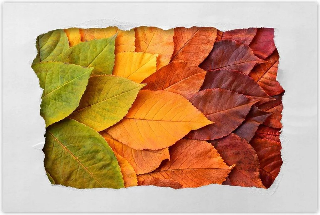 Poszterek 60x40 Őszi színes levelek Levelek az ősz színeiben