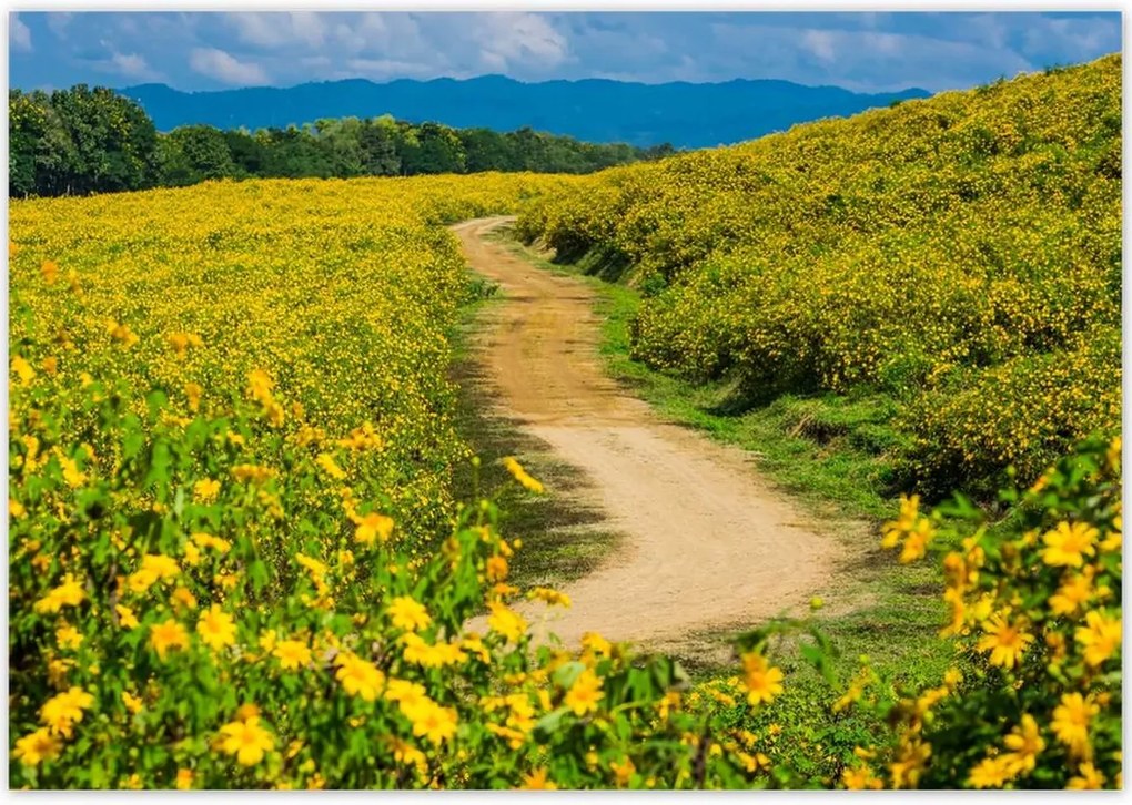 Poszterek 100x70 Falusi tejút