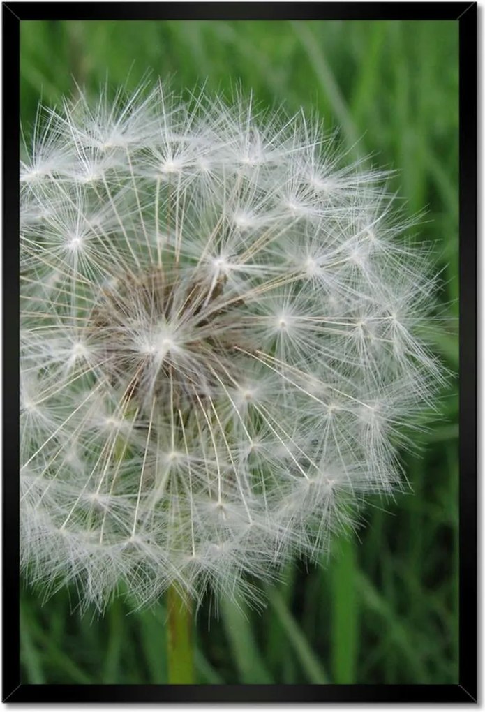 Poszterek keretben 40x60 Pitypang Virág Virágok