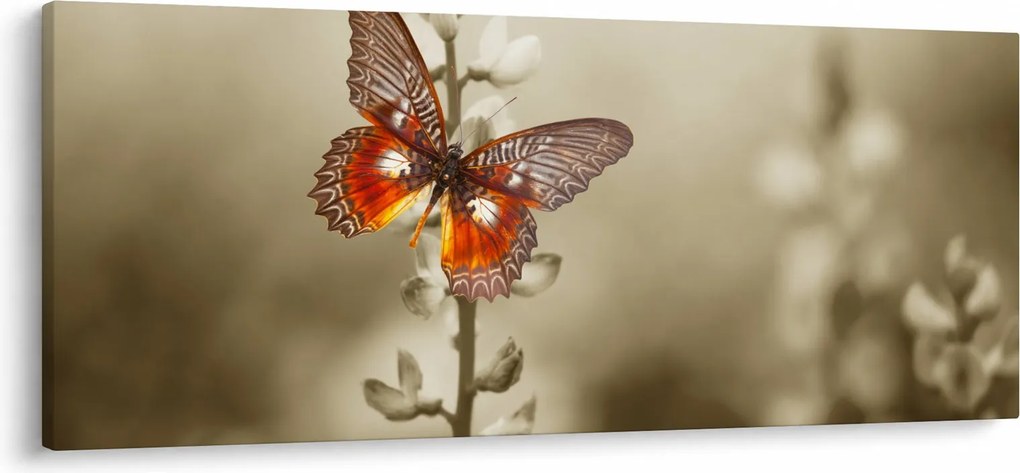 Pillangó képe (120x50 cm)