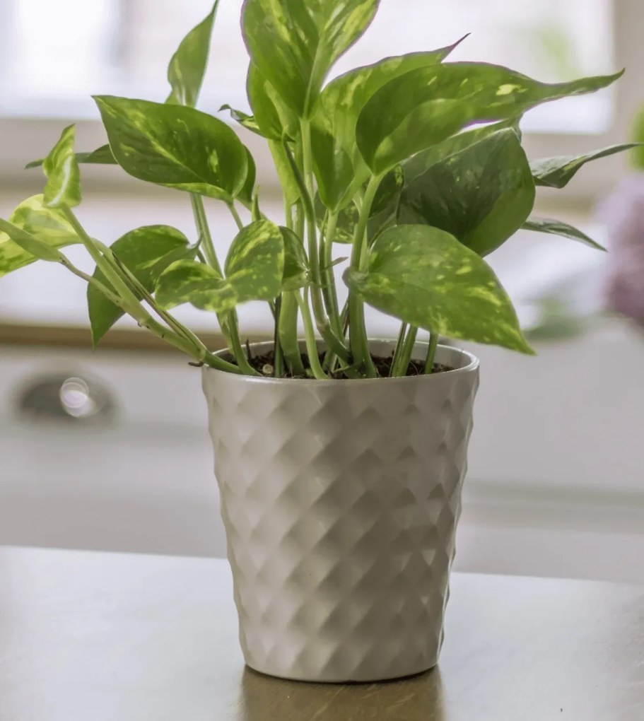 Kerámia kaspóvédő Borneo világosszürke magasság 14,5 cm