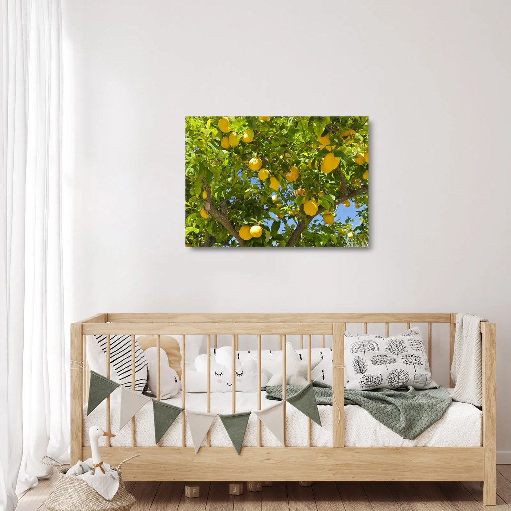 Üveg kép - Citromfa (70x50 cm)