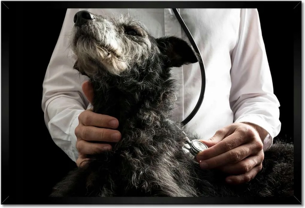 Poszterek keretben 60x40 Kutya állatorvos kutatás