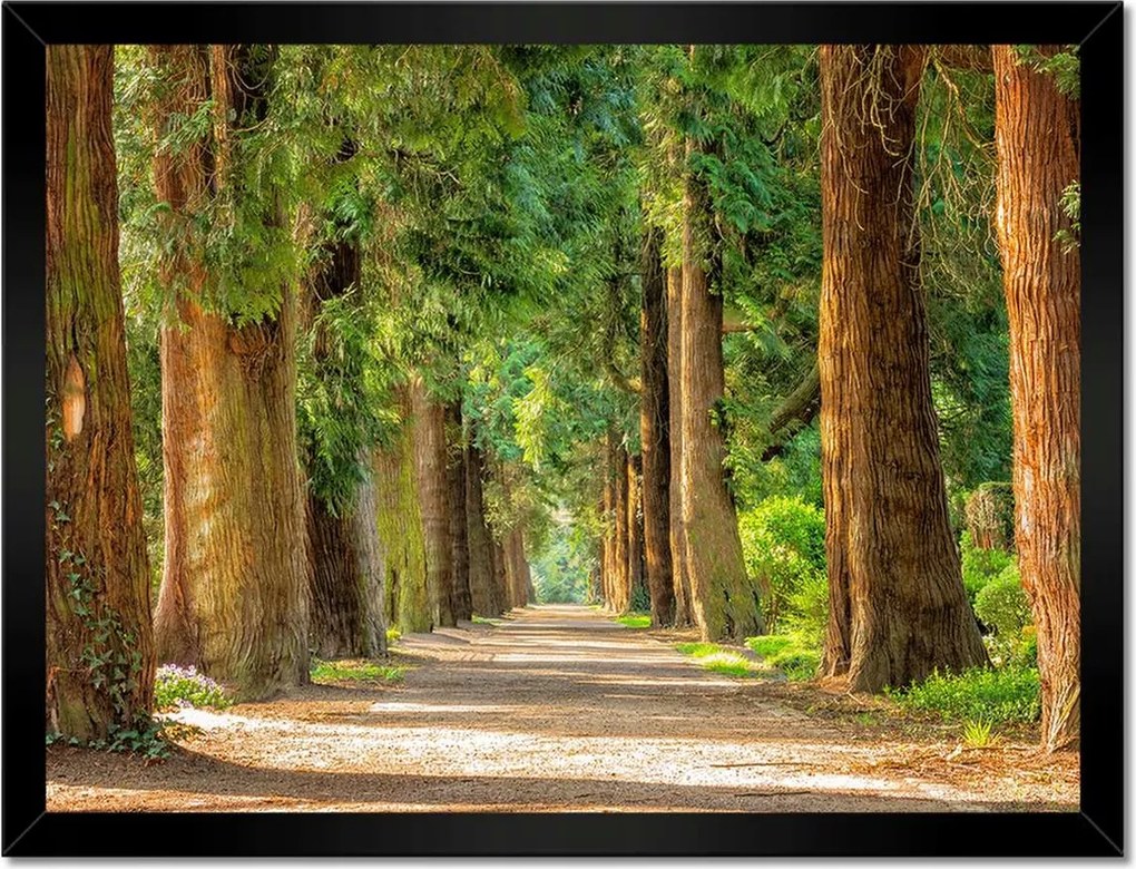 Poszterek keretben 40x30 Út a parkban Fák