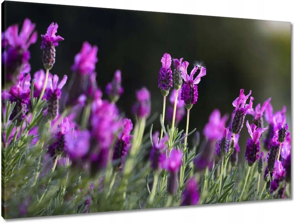 Vászonkép 90x60 Lila virágok