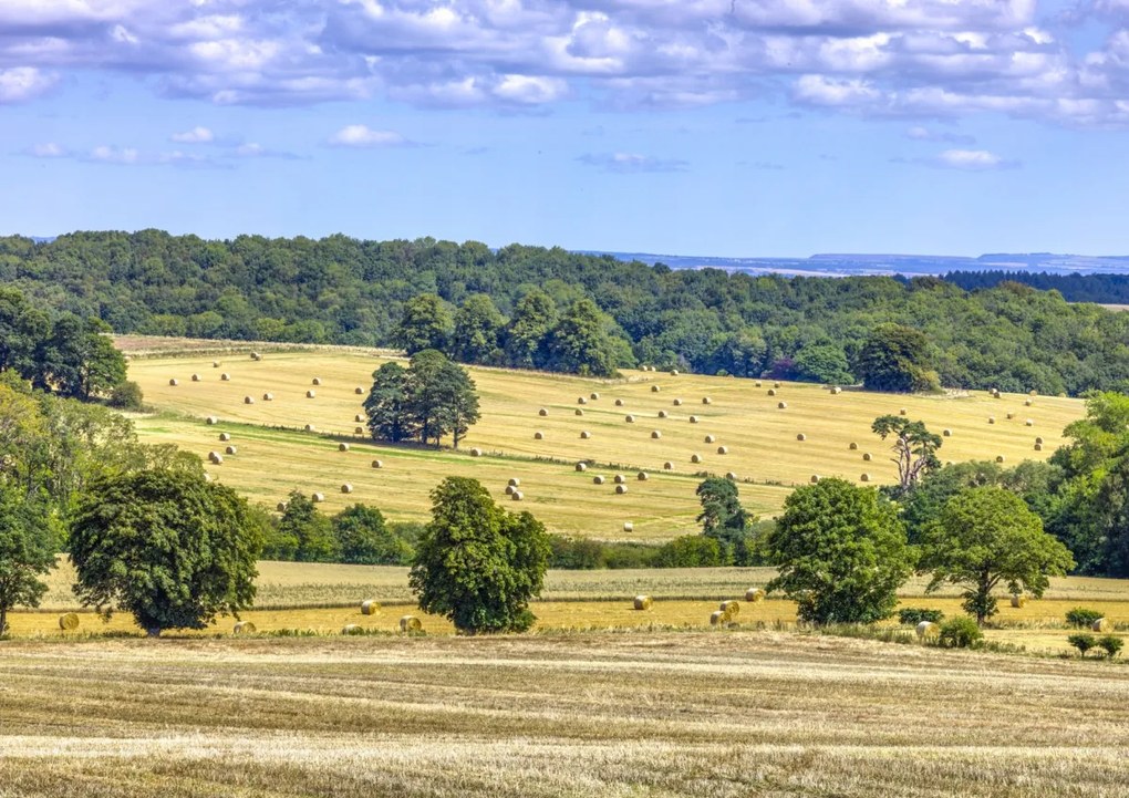 Poszter 84,1x59,4cm Szénaláb a mezőkön, Assaf Frank