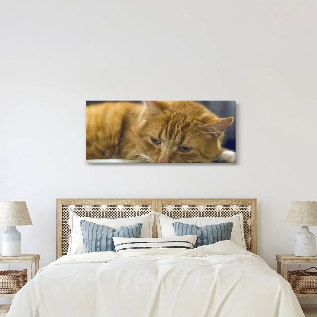 Macska képe (120x50 cm)