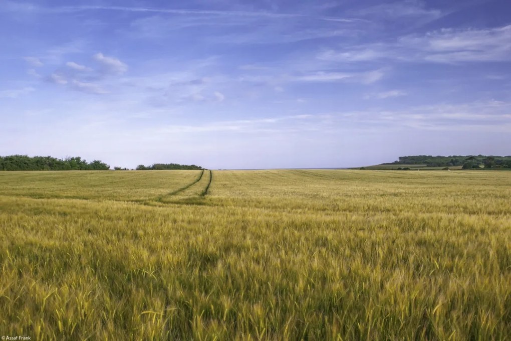 Poszter 30x20cm Búzamező a kék égbolt hátterében, Assaf Frank