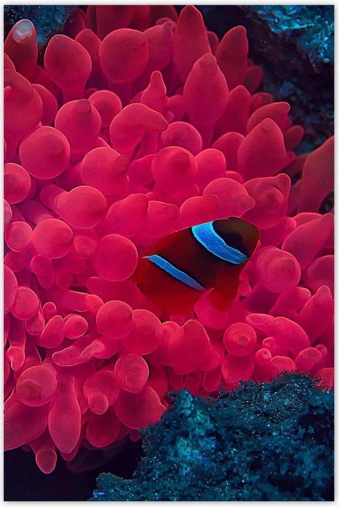 Poszterek 80x120 Vad természet a tengerben