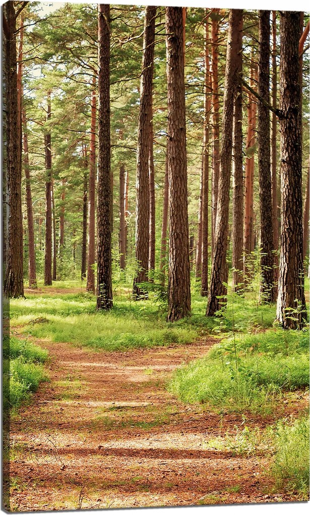 Vászonkép Ösvény az erdőben Fák Természet 60x100 cm