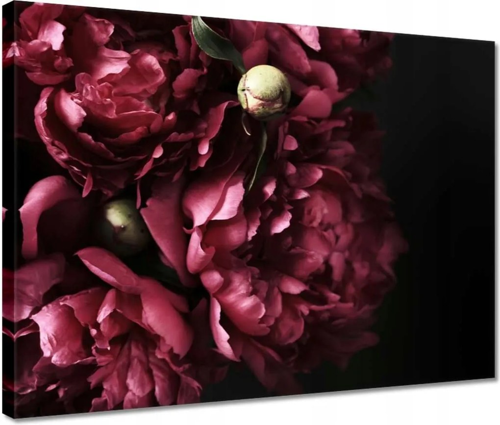 Vászonkép 40x30 Gyönyörű lila bazsarózsa