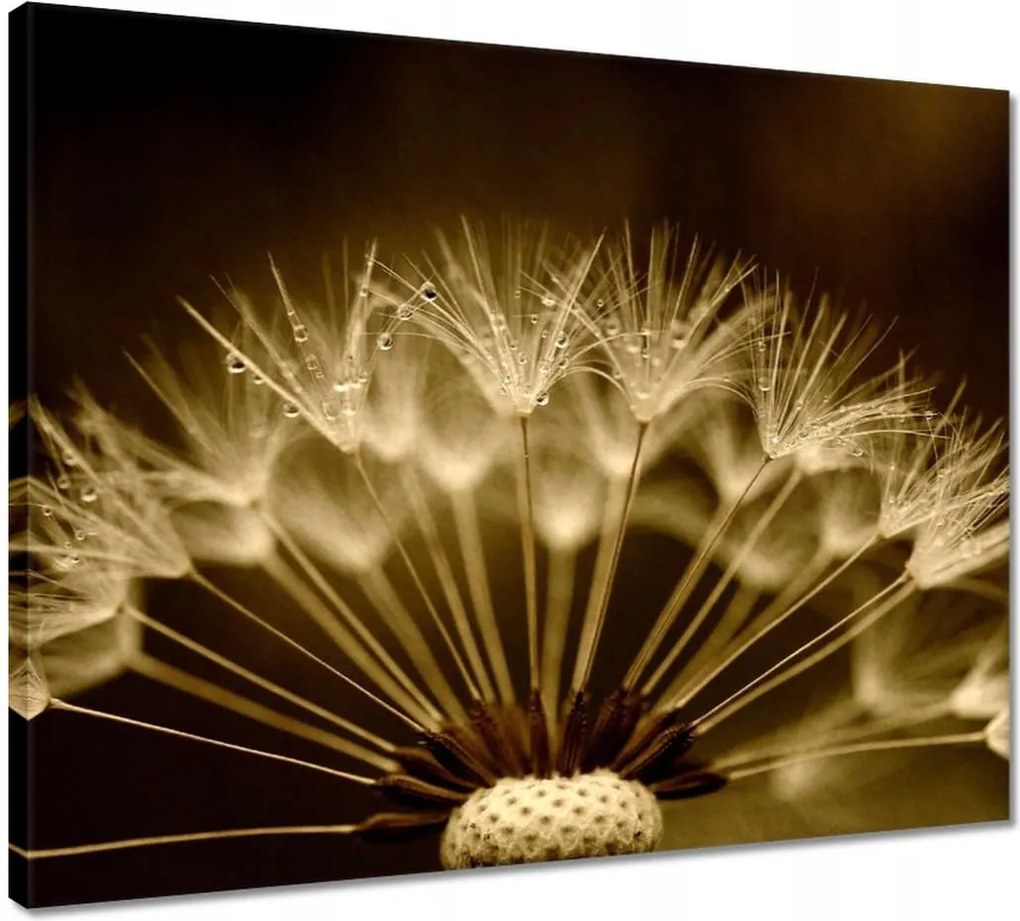 Vászonkép 50x40 Pitypang Virág Virágok