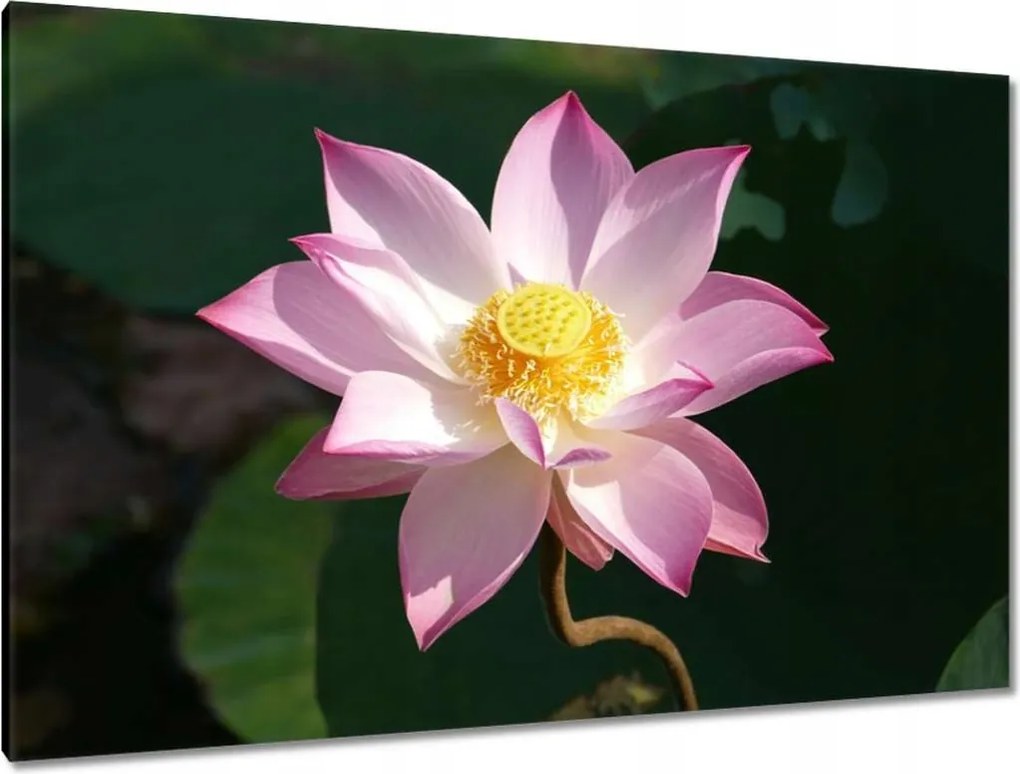 Vászonkép 120x80 Lótusz Lótuszvirág