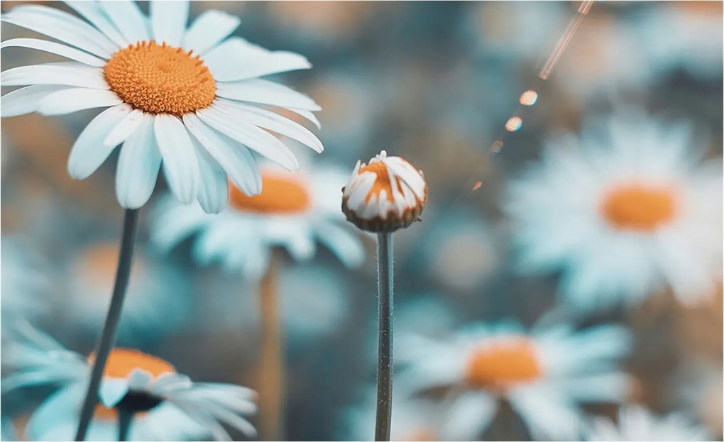 Fotótapéta Fali tapéta Nappaliba Kamilla finomság 416x254 Ragasztó