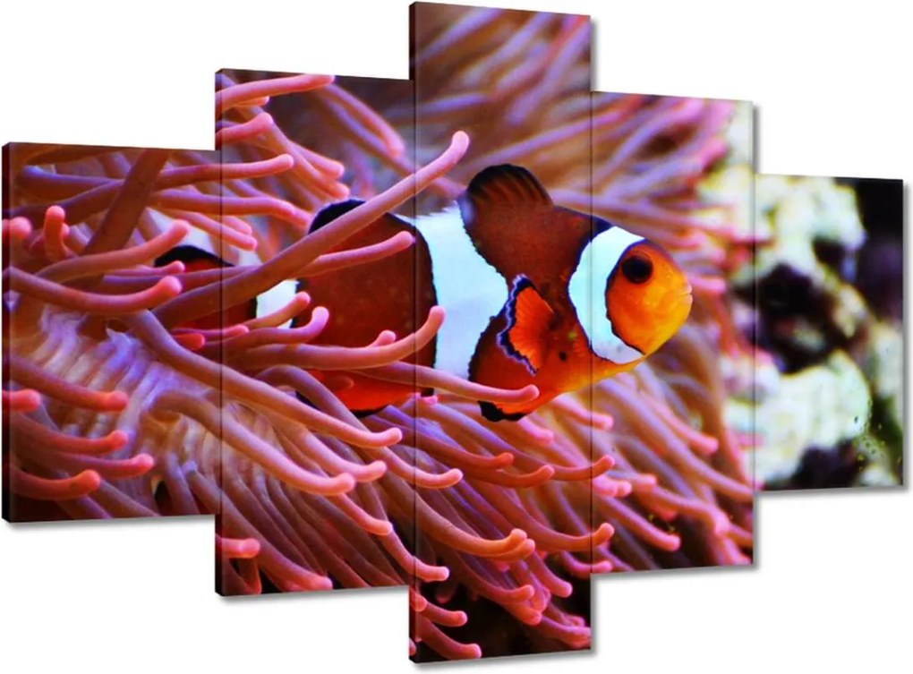 Képek 150x105 Narancssárga hal Rafa