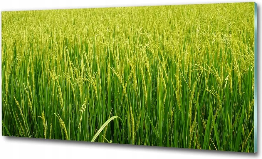 Fotó kép edzett üveg Rizs mező 100x70