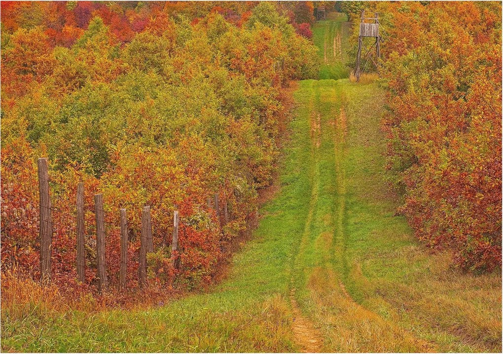 Fotótapéta Flizelina Nappali és Hálószoba Irodába Őszi színek 312x219 Ragasztó