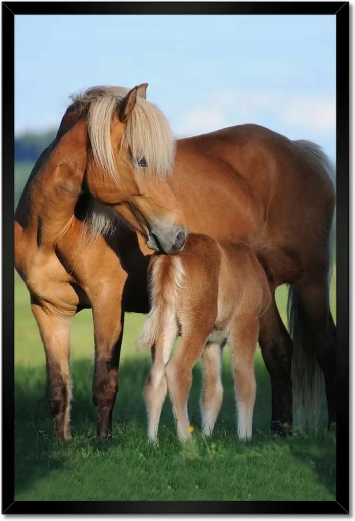 Poszterek keretben 40x60 Kanca és csikó