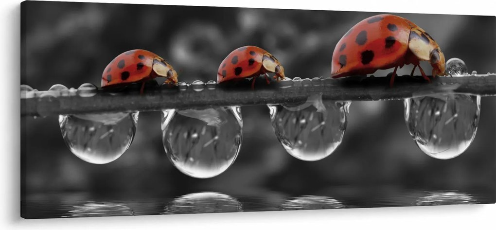 Kép - Napraforgó, fekete-fehér (120x50 cm)