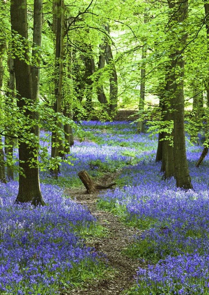 Poszter 29,7x42cm Ösvény az erdőben Bluebell, Assaf Frank