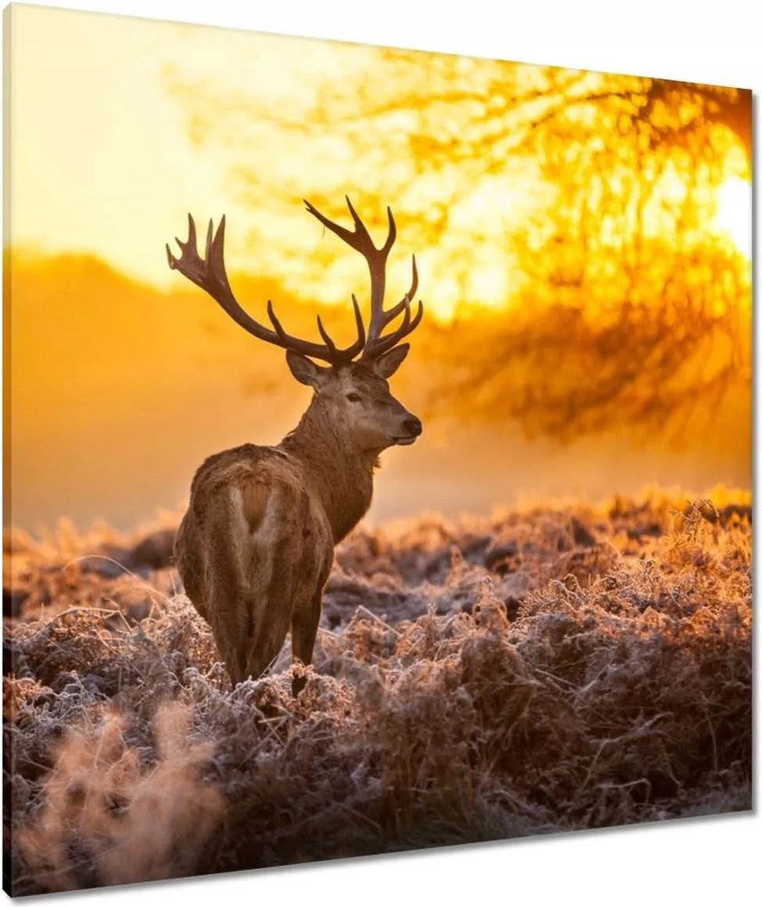 Vászonkép 80x80 Szarvas napfelkeltekor