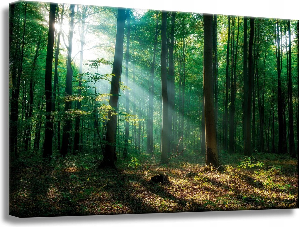Vászonkép Erdő Fák Nap sugarai 60x40 cm Ideális ajándék