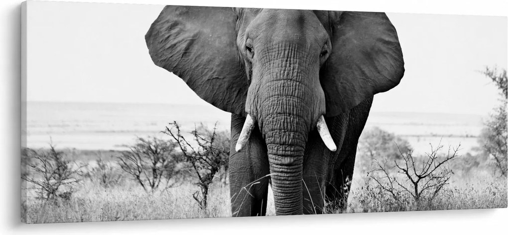 Kép - Afrikai elefánt II. (120x50 cm)