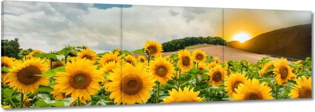 Festmények 120x40 Tájkép Napraforgók