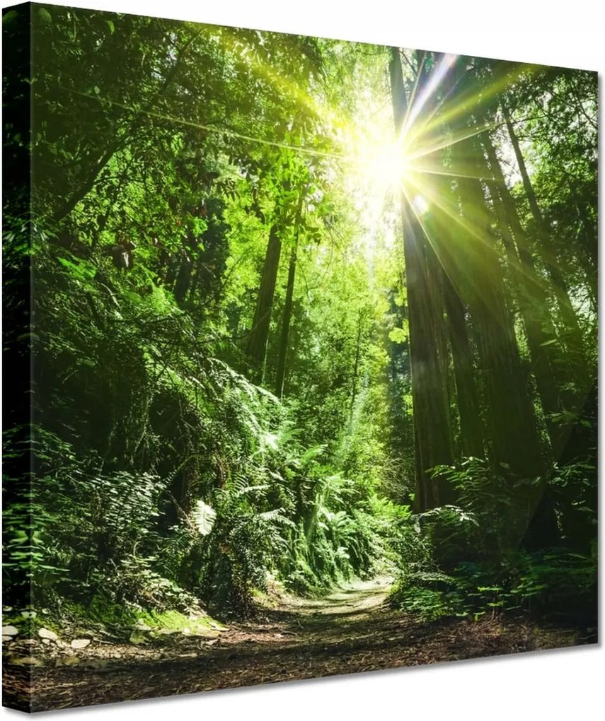 Vászonkép 20x20 Varázslatos erdő Tájkép