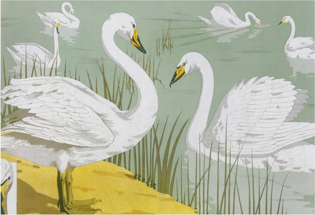 Flizelina Dekoratív Fotótapéta Hálószoba Hattyúk tó 152x104 Ragasztó