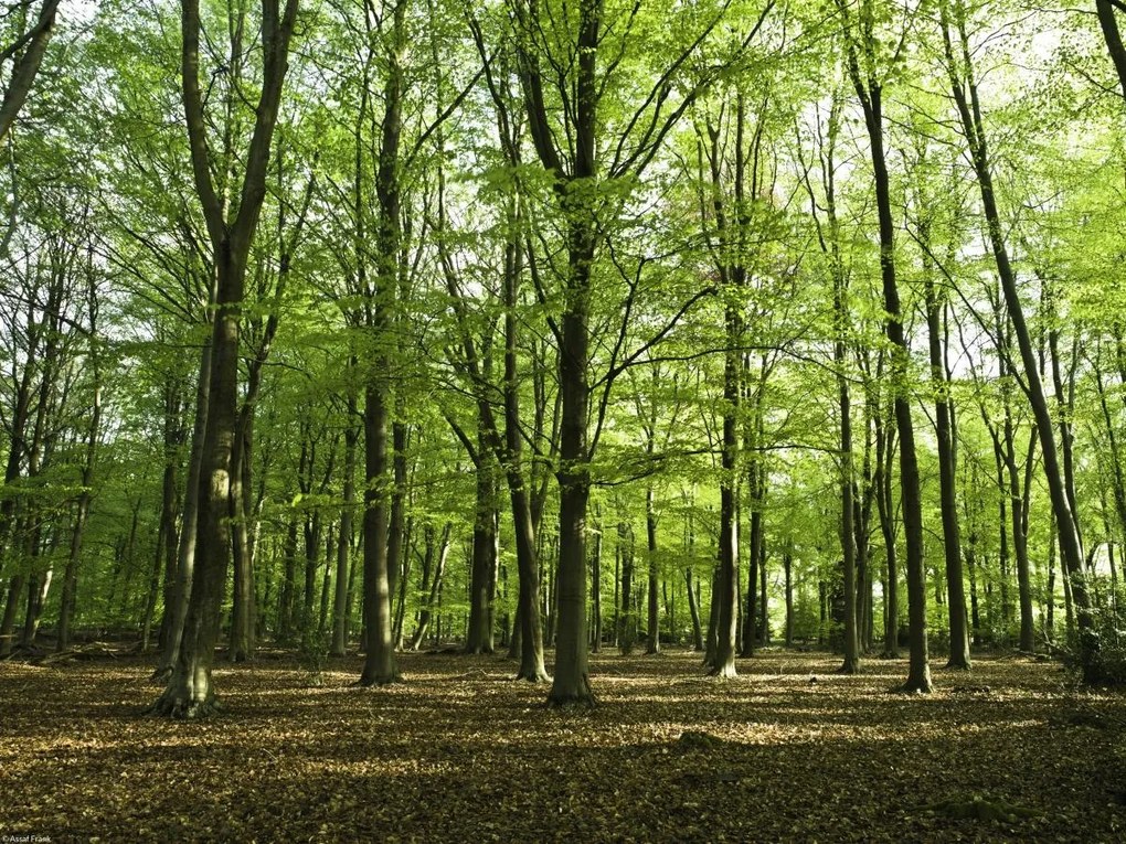 Poszter 40x30cm Tavaszi erdő