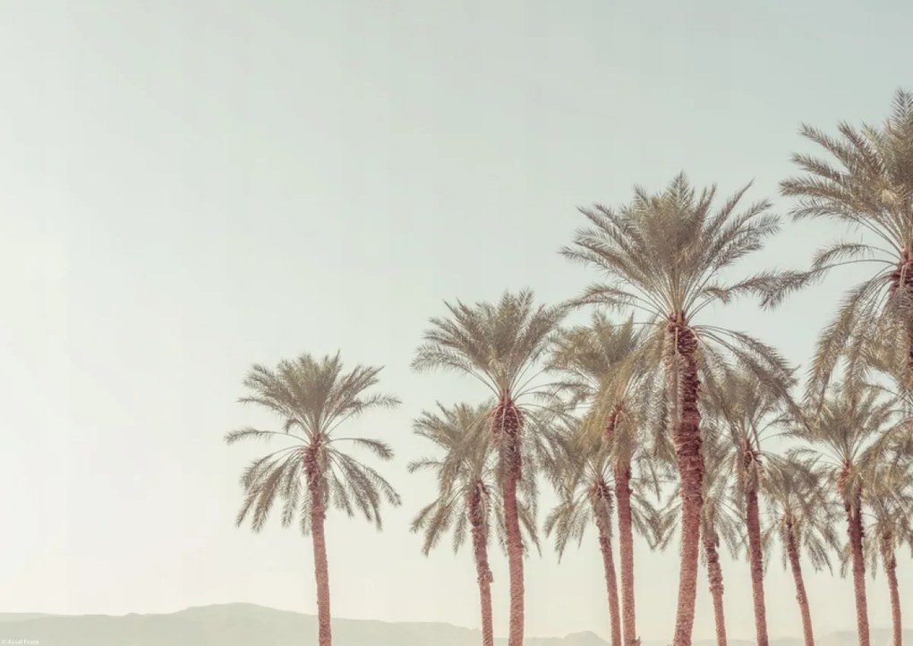Poszter 42x29,7cm Pálmafák, Assaf Frank