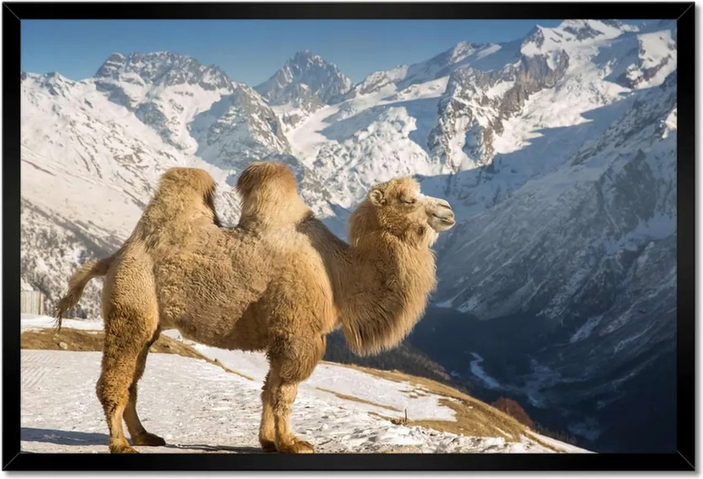 Poszter keretben 60x40 Baktrián teve