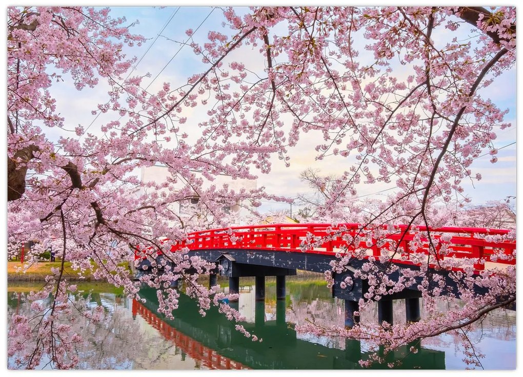 Kép - Hirosaki, Japán (70x50 cm)