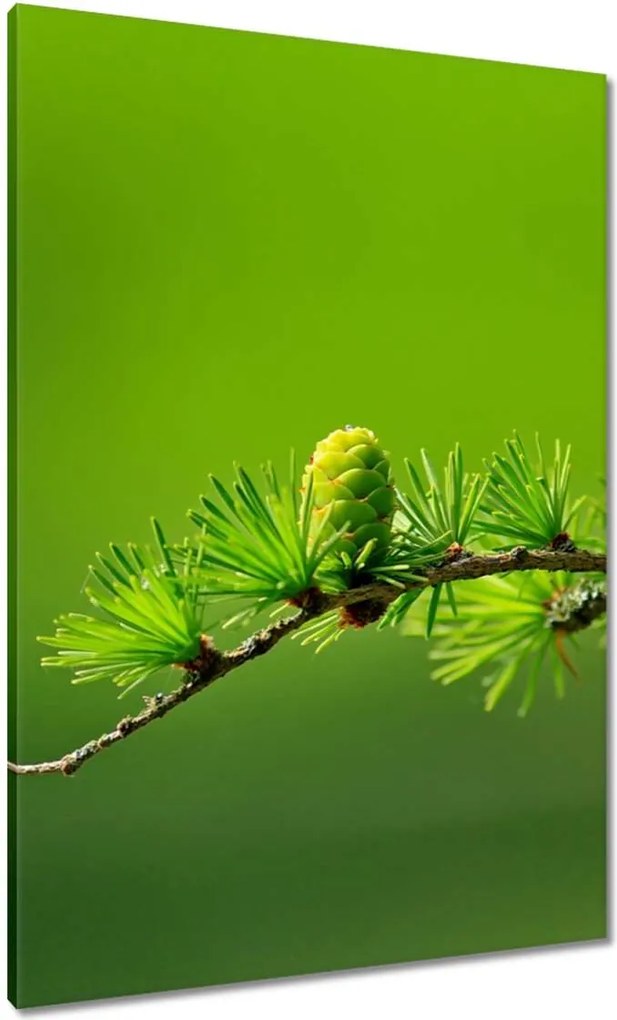 Vászonkép 70x100 Fa Kilátás