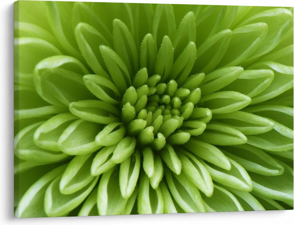 Kép - Makro kép egy növényről (70x50 cm)