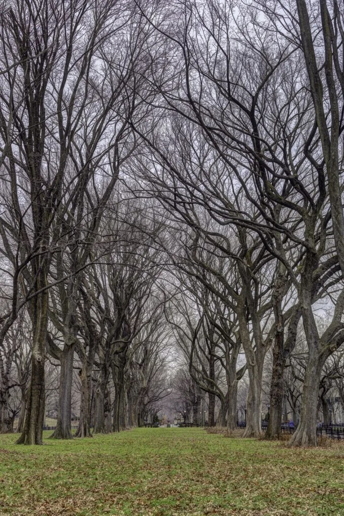 Poszter 61x91,5cm Fasorok a Central Parkban, Assaf Frank