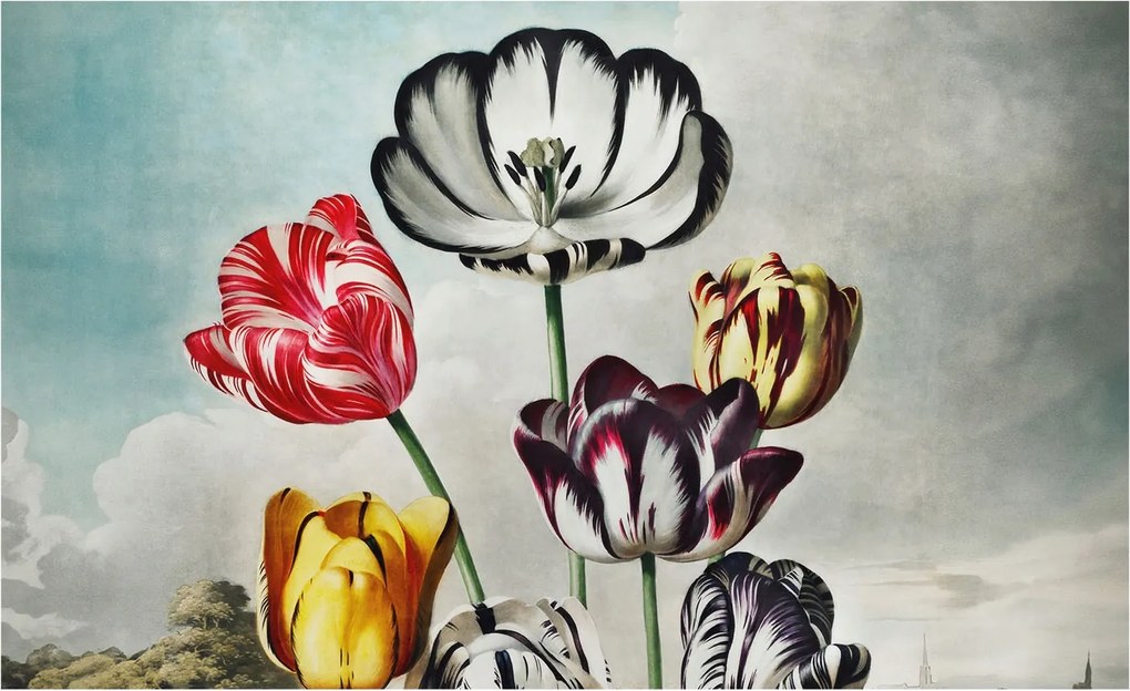 Fotótapéta Fali tapéta Hálószoba Nappali Színes tulipánok 416x254 Ragasztó