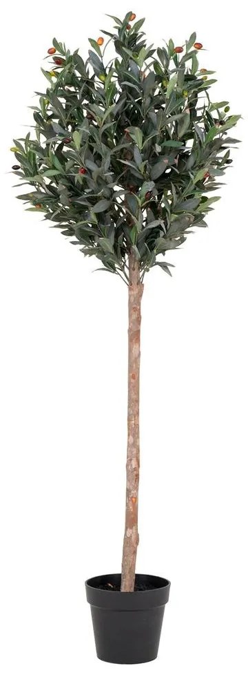 Művirág, olajfa, H150 cm