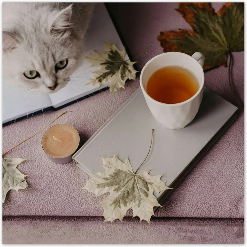 Poszterek 70x70 Cica Cicák