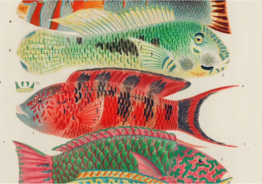 Flizelina Dekoratív Fotótapéta Hálószobába Egzotikus halak 312x219 Ragasztó