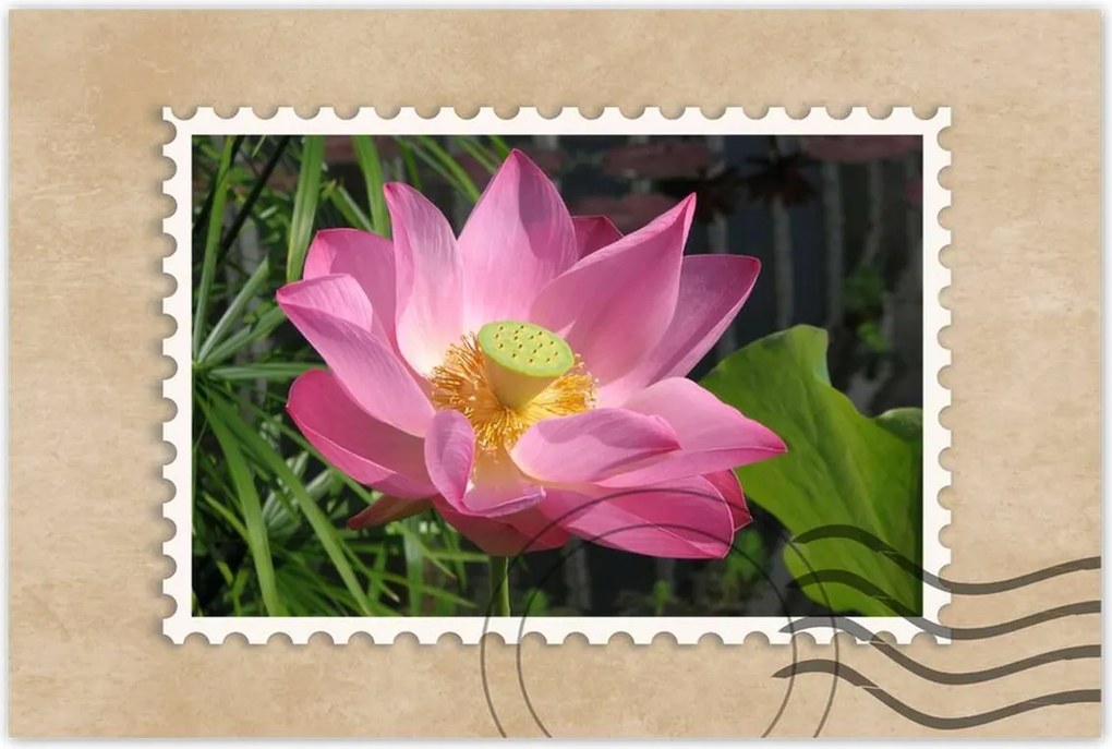 Poszterek 90x60 Lótusz Lótuszvirág